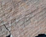 Sigillaria sp. BRONGNIART 1822 - Bild &copy; FossNet FossilienStore
